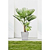 Ecopots Rotterdam Pflanzkasten mit Rollen (Außenmaß (L x B x H): 50,2 x 50,2 x 49,5 cm, Kunststoff, Weißgrau) | BAUHAUS