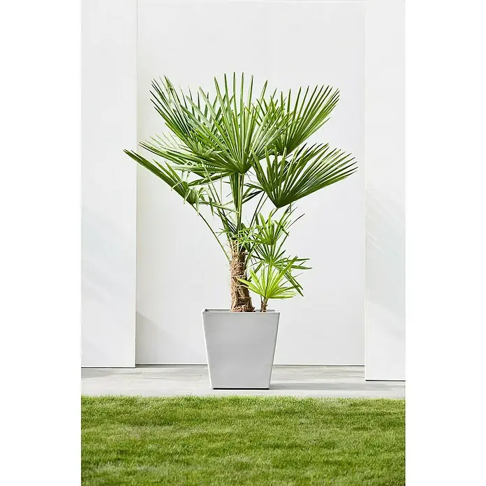 Ecopots Rotterdam Pflanzkasten mit Rollen - Außenmaß (L x B x H): 50,2 x 50,2 x 49,5 cm, Kunststoff, Weißgrau - Zimmerpflanze: Eine Zwergpalme im Topf, die mit ihren grünen Blättern und dem grauen Topf einen natürlichen Touch in jeden Raum bringt.