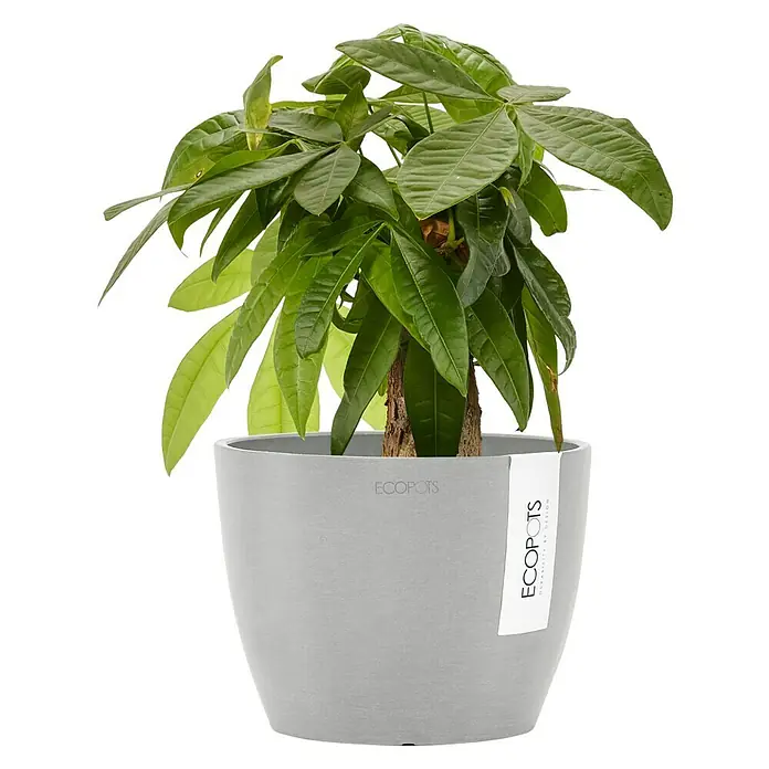 Ecopots Pflanztopf Stockholm - Außenmaß (Ø x H): 16,2 x 12 cm, Kunststoff, Weiß Grau - Zimmerpflanze in einem grauen Topf von Ecopots, die das natürliche Aussehen und die Nachhaltigkeit des Produkts betont.