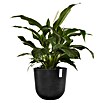 Ecopots Oslo Pflanztopf (Außenmaß (Ø x H): 45 x 39,4 cm, Kunststoff, Dunkelgrau) | BAUHAUS
