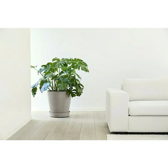 Ecopots Amsterdam Blumentopf-Untersetzer mit Rollen - Außenmaß (Ø x H): 41,6 x 9 cm, Kunststoff, Braungrau - Zimmerpflanze in modernem Interieur. Eine üppige Monstera steht in einem grauen Topf neben einem weißen Sofa und verleiht dem Raum eine natürliche Note.