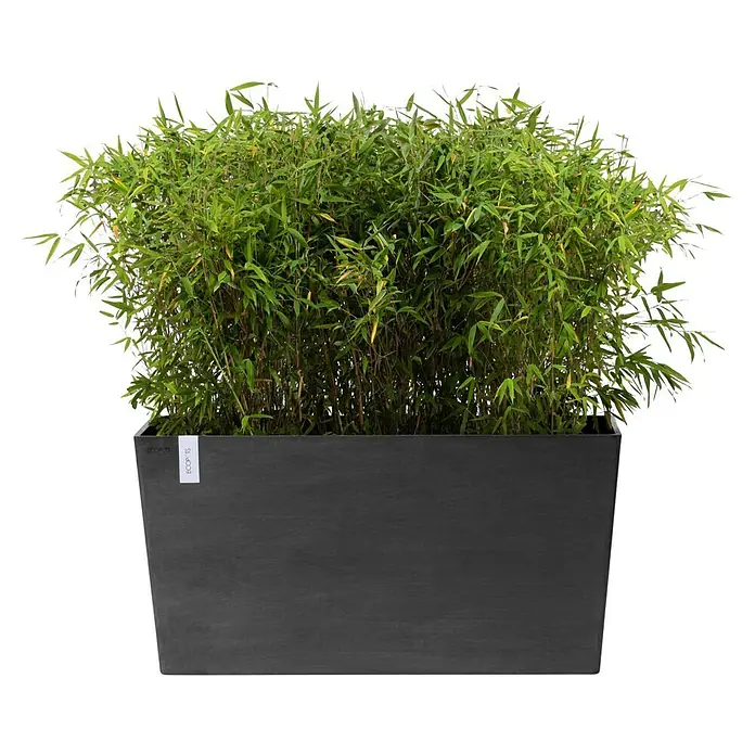 Ecopots Pflanzkasten Paris - Außenmaß (L x B x H): 100,5 x 39,6 x 51,8 cm, Kunststoff, Dunkelgrau, Ausstattung Pflanzgefäß: Rollen - Rechteckiger, anthrazitfarbener Pflanzkübel aus hochwertigem Material mit üppigem Bambus bepflanzt, ideal für stilvolle Außenbereiche.