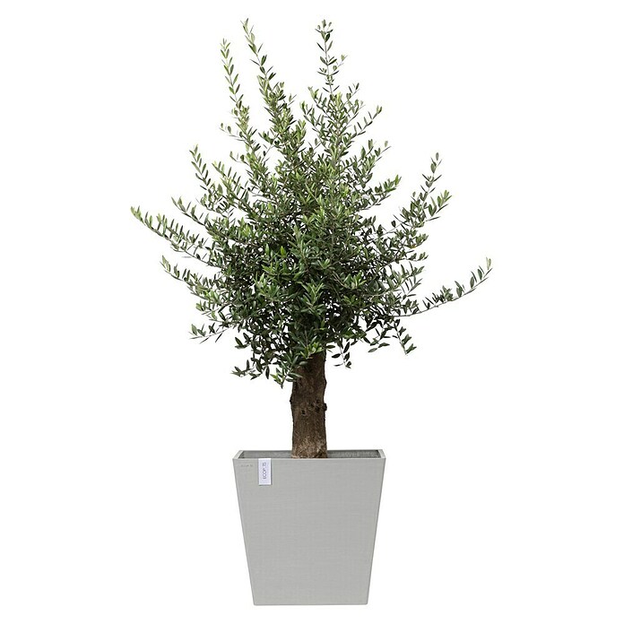 Ecopots Rotterdam Pflanzkasten mit Rollen (Außenmaß (L x B x H): 50,2 x 50,2 x 49,5 cm, Kunststoff, Weißgrau) | BAUHAUS