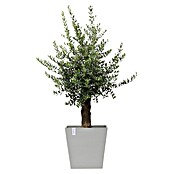 Ecopots Rotterdam Pflanzkasten mit Rollen (Außenmaß (L x B x H): 50,2 x 50,2 x 49,5 cm, Kunststoff, Weißgrau) | BAUHAUS