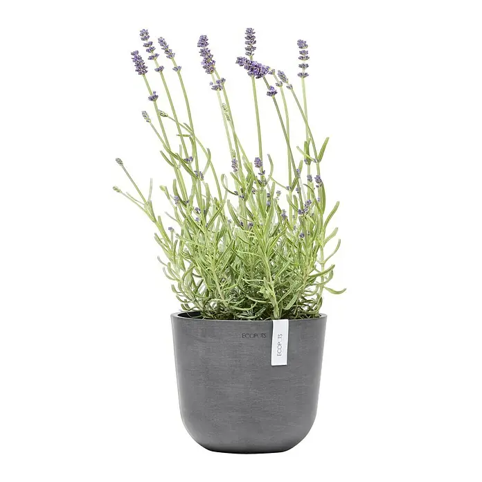 Ecopots Oslo Pflanztopf Mini - Außenmaß (Ø x H): 19 x 16,5 cm, Kunststoff, Grau - Ein Lavendelstrauch im grauen Ecopots Pflanzgefäß. Der Lavendel hat lila Blüten und grüne Blätter. Das Pflanzgefäß ist schlicht und modern.