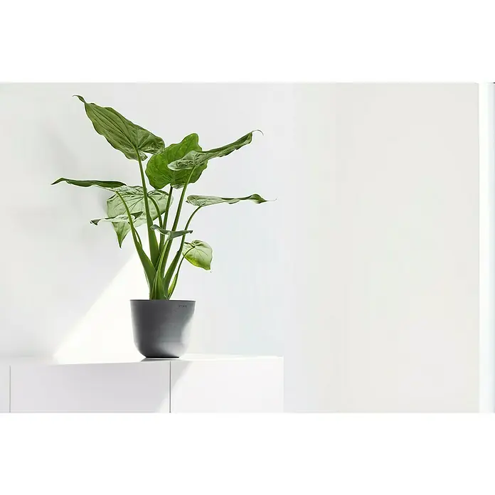 Ecopots Oslo Pflanztopf Mini - Außenmaß (Ø x H): 16 x 13,7 cm, Kunststoff, Grau - Zimmerpflanze in einem modernen grauen Topf auf einer weißen Oberfläche. Die Pflanze hat große grüne Blätter und bringt einen natürlichen Touch.