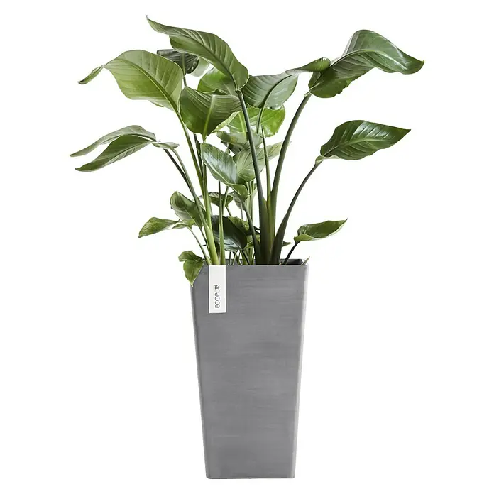 Ecopots Rotterdam Pflanzsäule eckig - Außenmaß (L x B x H): 30,5 x 30,5 x 50,5 cm, Kunststoff, Grau - Elegante Zimmerpflanze in einem hohen, grauen Pflanzgefäß der Marke Ecopots. Ideal für moderne Wohnräume und Büros.