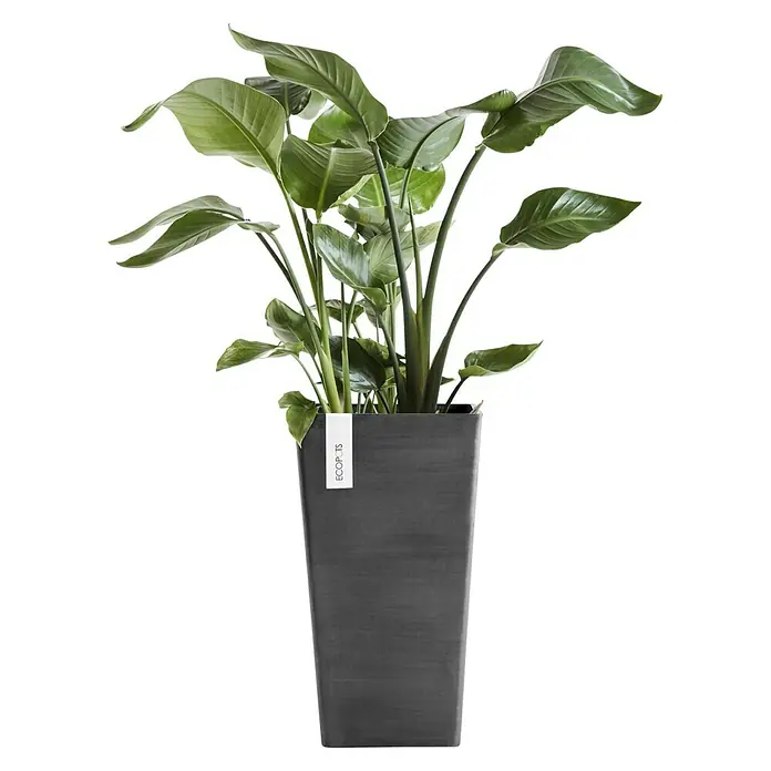 Ecopots Rotterdam Pflanzsäule eckig - Außenmaß (L x B x H): 30,5 x 30,5 x 50,5 cm, Kunststoff, Dunkelgrau - Zimmerpflanze in einem dunklen, quadratischen Topf der Marke Ecopots. Elegantes Design für stilvolle Innenräume.