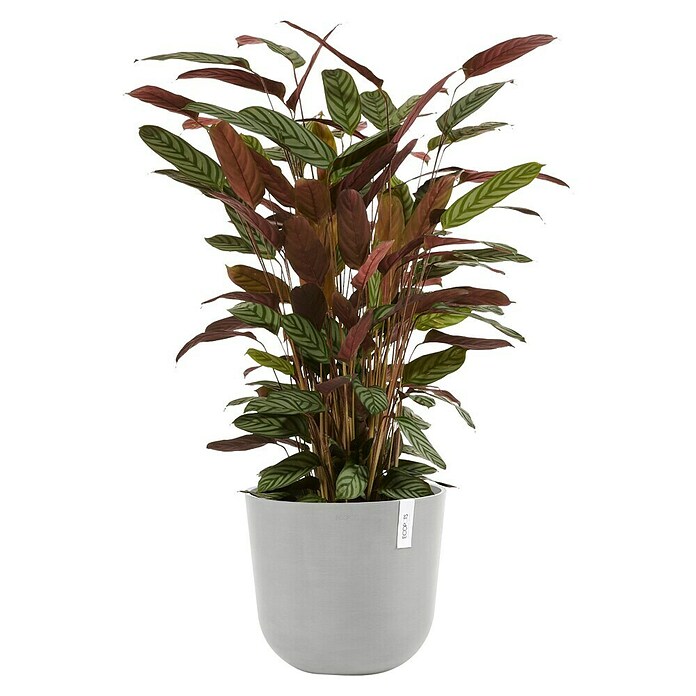 Ecopots Oslo Pflanztopf mit Wasserspeicher (Außenmaß (Ø x H): 35 x 40,5 cm, Kunststoff, Weißgrau) | BAUHAUS