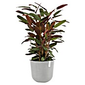 Ecopots Oslo Pflanztopf mit Wasserspeicher (Außenmaß (Ø x H): 35 x 40,5 cm, Kunststoff, Weißgrau) | BAUHAUS
