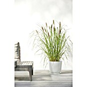 Ecopots Oslo Pflanztopf mit Wasserspeicher (Außenmaß (Ø x H): 25 x 21,4 cm, Kunststoff, Weiß) | BAUHAUS