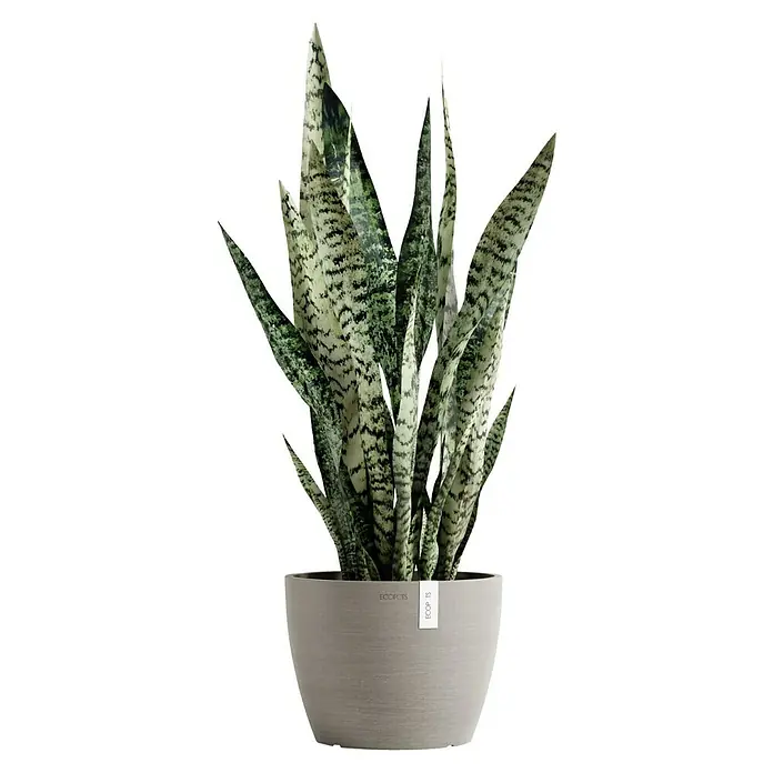 Ecopots Pflanztopf Stockholm - Außenmaß (Ø x H): 23,3 x 17,7 cm, Kunststoff, Braungrau - Sansevieria-Pflanze im Topf von EcoPots. Zimmerpflanze mit dekorativem Muster, ideal für Innenräume und Büros, die jedem Raum einen Hauch von Grün verleiht.