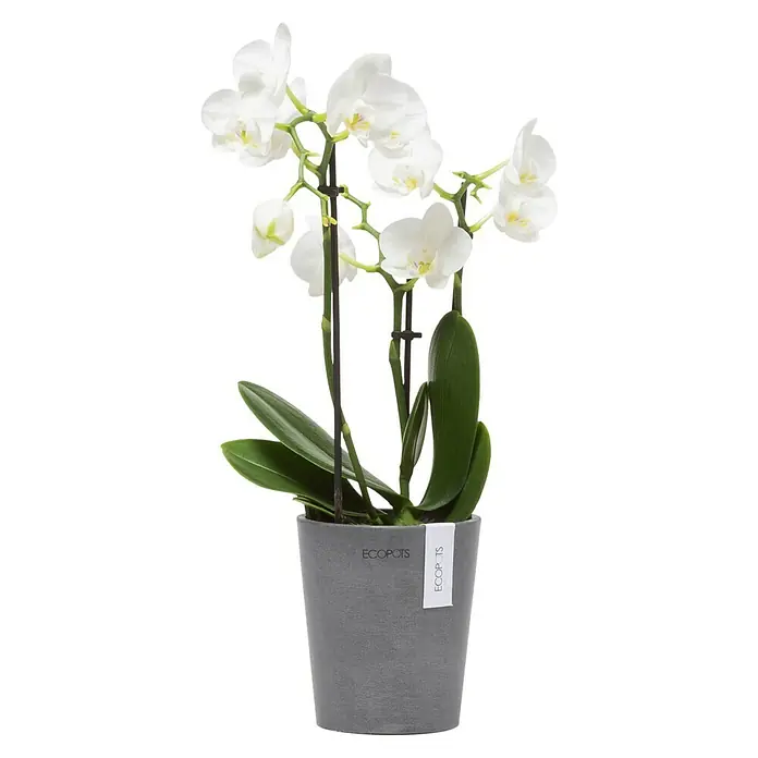 Ecopots Orchideentopf Morinda - Außenmaß (Ø x H): 11 x 12,5 cm, Kunststoff, Grau - Elegante weiße Orchidee in einem stilvollen grauen Topf von ECOPOTS. Perfekt für die Dekoration und als Geschenkidee.