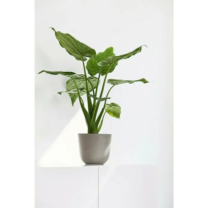 Ecopots Oslo Pflanztopf Mini - Außenmaß (Ø x H): 16 x 13 cm, Kunststoff, Braungrau - Ein Alokasie Zimmerpflanze in einem hellgrauen Topf, die auf einer weißen Oberfläche vor einer weißen Wand steht.
