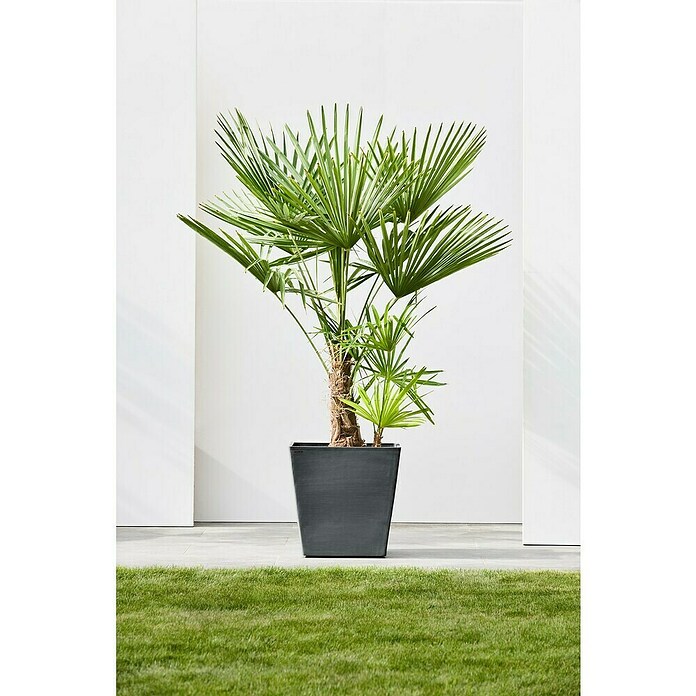 Ecopots Rotterdam Pflanzkasten mit Rollen (Außenmaß (L x B x H): 50,2 x 50,2 x 49,5 cm, Kunststoff, Dunkelgrau) | BAUHAUS