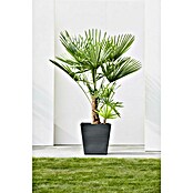 Ecopots Rotterdam Pflanzkasten mit Rollen (Außenmaß (L x B x H): 50,2 x 50,2 x 49,5 cm, Kunststoff, Dunkelgrau) | BAUHAUS
