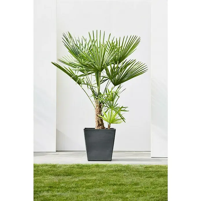 Ecopots Rotterdam Pflanzkasten mit Rollen - Außenmaß (L x B x H): 50,2 x 50,2 x 49,5 cm, Kunststoff, Dunkelgrau - Die Chamaerops Humilis Zwergpalme in ihrem schlichten, dunklen Topf vor einer weißen Wand und grünem Rasen ist eine schöne Dekoration.