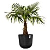 Ecopots Oslo Pflanztopf mit Wasserspeicher (Außenmaß (Ø x H): 55 x 48,5 cm, Kunststoff, Dunkelgrau) | BAUHAUS