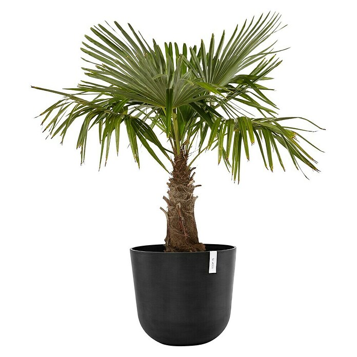 Ecopots Oslo Pflanztopf (Außenmaß (Ø x H): 55 x 48,5 cm, Kunststoff, Dunkelgrau) | BAUHAUS