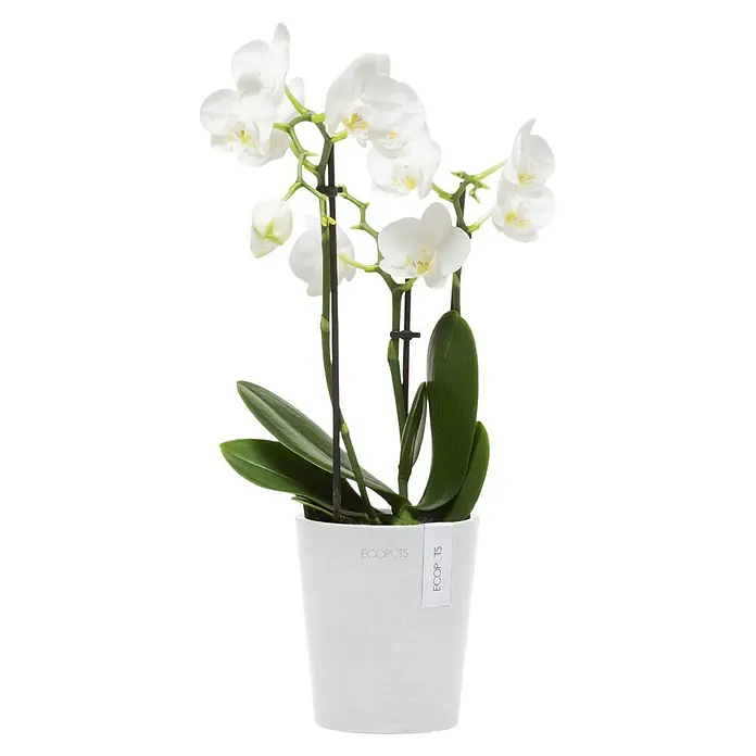 Ecopots Orchideentopf Morinda - Außenmaß (Ø x H): 11 x 12,5 cm, Kunststoff, Weiß - Elegante weiße Orchidee in einem schlichten, weißen Topf von ECOPOTS, die eine moderne und stilvolle Note in jeden Raum bringt.