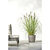 Ecopots Oslo Pflanztopf (Außenmaß (Ø x H): 25 x 21,8 cm, Kunststoff, Braungrau) | BAUHAUS