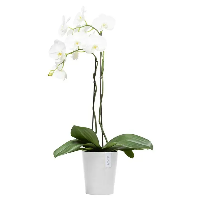 Ecopots Orchideentopf Morinda - Außenmaß (Ø x H): 17,1 x 19,5 cm, Kunststoff, Weiß - Elegante weiße Orchidee in einem stilvollen Topf von ECOPOTS. Perfekt als Zimmerpflanze, um jedem Raum eine natürliche und frische Note zu verleihen.