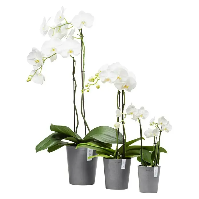 Ecopots Orchideentopf Morinda - Außenmaß (Ø x H): 14 x 16 cm, Kunststoff, Grau - Elegante weiße Orchideen in abgestuften Töpfen. Die perfekte Dekoration für jeden Raum, bringt die Schönheit der Natur ins Haus.