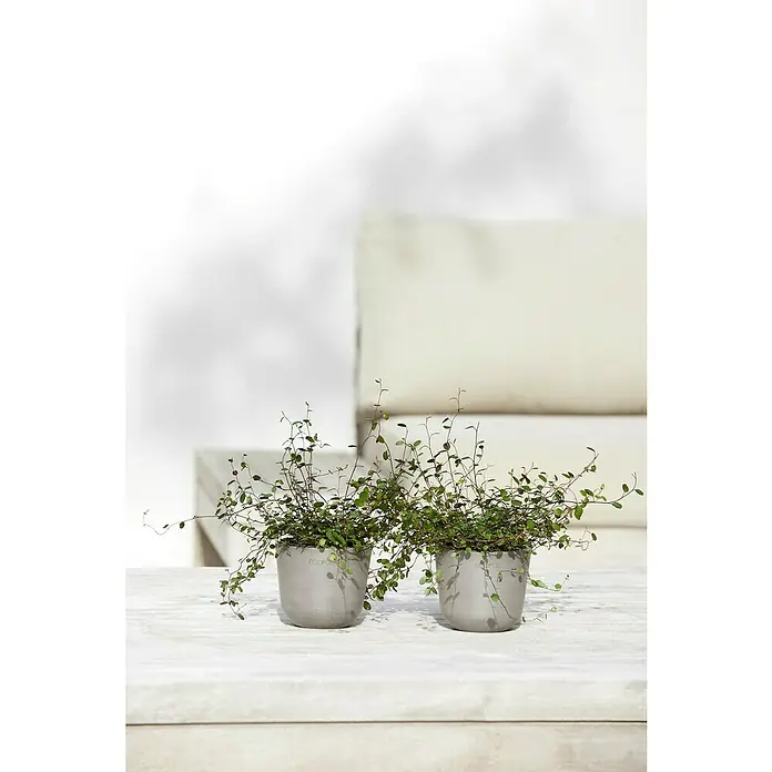 Ecopots Oslo Pflanztopf Mini - Außenmaß (Ø x H): 11,4 x 9,5 cm, Kunststoff, Braungrau - Zwei graue Töpfe mit grünen Muehlenbeckia-Pflanzen stehen auf einer hellen Oberfläche vor einem verschwommenen Hintergrund.