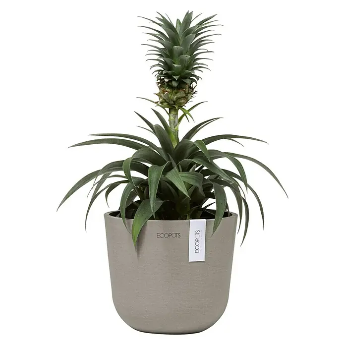 Ecopots Oslo Pflanztopf Mini - Außenmaß (Ø x H): 16 x 13 cm, Kunststoff, Braungrau - Der Ananastopf mit einer jungen Ananasfrucht ist ein echter Hingucker. Ein tolles Deko-Element für jeden Raum, welches sofort Urlaubsfeeling verbreitet.