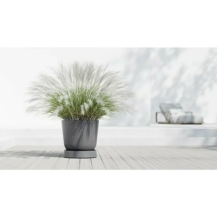 Ecopots Oslo Blumentopf-Untersetzer mit Rollen - Außenmaß (Ø x H): 50 x 10,5 cm, Kunststoff, Grau - Elegante Ziergras-Pflanze in einem stilvollen grauen Topf, perfekt für moderne Innen- und Außenbereiche. Schafft eine beruhigende Atmosphäre.