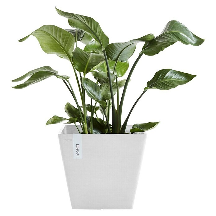 Ecopots Rotterdam Pflanzkasten (Außenmaß (L x B x H): 29,5 x 29,5 x 26,4 cm, Kunststoff, Weiß) | BAUHAUS