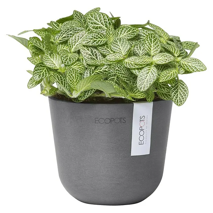 Ecopots Oslo Pflanztopf Mini - Außenmaß (Ø x H): 11,4 x 9,5 cm, Kunststoff, Grau - Fittonia-Pflanze im grauen Ecopots-Blumentopf, eine stilvolle Ergänzung für jedes Zuhause.