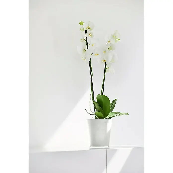 Ecopots Orchideentopf Morinda - Außenmaß (Ø x H): 14 x 15 cm, Kunststoff, Weiß - Elegante weiße Orchidee in einem minimalistischen Topf, perfekt für jede moderne Einrichtung. Die Pflanze bringt Frische und Helligkeit in jeden Raum.