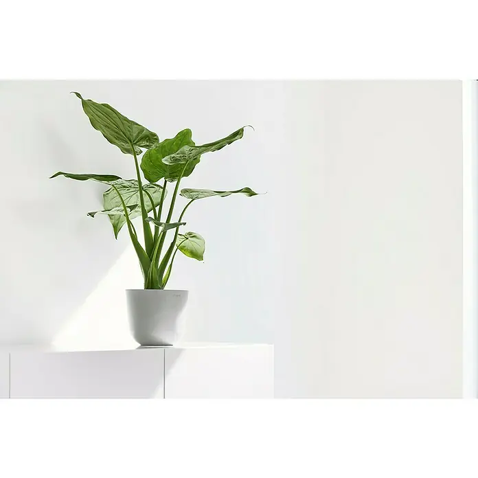 Ecopots Oslo Pflanztopf Mini - Außenmaß (Ø x H): 16 x 13,7 cm, Kunststoff, Weißgrau - Zimmerpflanze in einem weißen Topf auf einer weißen Oberfläche, minimalistisches Design. Die Pflanze ist saftig grün und hat große Blätter.