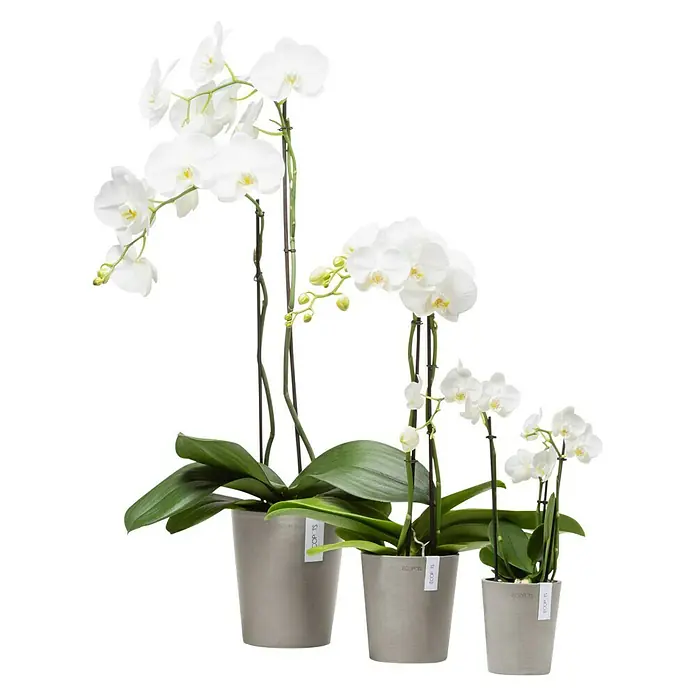 Ecopots Orchideentopf Morinda - Außenmaß (Ø x H): 17,1 x 19,5 cm, Kunststoff, Braungrau - Drei weiße Orchideen in abgestuften grauen Töpfen, die eine elegante und ruhige Atmosphäre schaffen. Perfekt für jeden Raum!