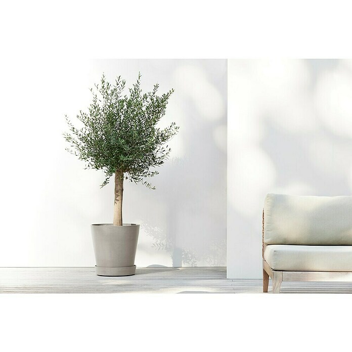 Ecopots Amsterdam Blumentopf-Untersetzer Amsterdam (Außenmaß (Ø x H): 41,6 x 9 cm, Kunststoff, Taupe) | BAUHAUS
