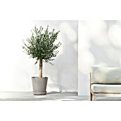 Ecopots Amsterdam Blumentopf-Untersetzer Amsterdam (Außenmaß (Ø x H): 41,6 x 9 cm, Kunststoff, Taupe) | BAUHAUS