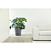 Ecopots Amsterdam Blumentopf-Untersetzer Amsterdam (Außenmaß (Ø x H): 41,6 x 9 cm, Kunststoff, Grau) | BAUHAUS