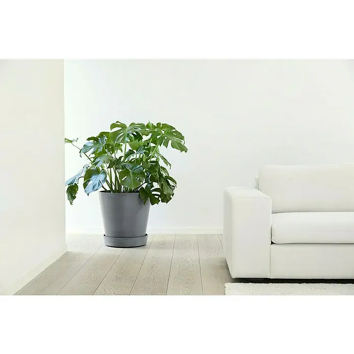 Ecopots Amsterdam Blumentopf-Untersetzer mit Rollen - Außenmaß (Ø x H): 41,6 x 9 cm, Kunststoff, Grau - Zimmeraufnahme mit einer Monstera-Pflanze im Topf und einem weißen Sofa. Die Pflanze ist üppig und verleiht dem Raum eine natürliche Note.