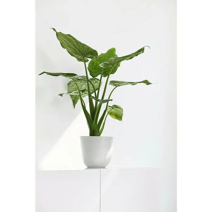 Ecopots Oslo Pflanztopf Mini - Außenmaß (Ø x H): 16 x 13,7 cm, Kunststoff, Weiß - Elegante Zimmerpflanze in einem modernen weißen Topf, perfekt für die Dekoration von Innenräumen mit ihrem frischen Grün.