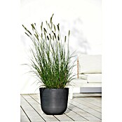 Ecopots Oslo Pflanztopf (Außenmaß (Ø x H): 35 x 30,5 cm, Kunststoff, Dunkelgrau) | BAUHAUS