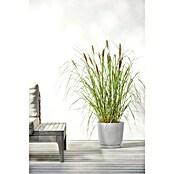 Ecopots Oslo Pflanztopf mit Wasserspeicher (Außenmaß (Ø x H): 25 x 21,4 cm, Kunststoff, Weißgrau) | BAUHAUS