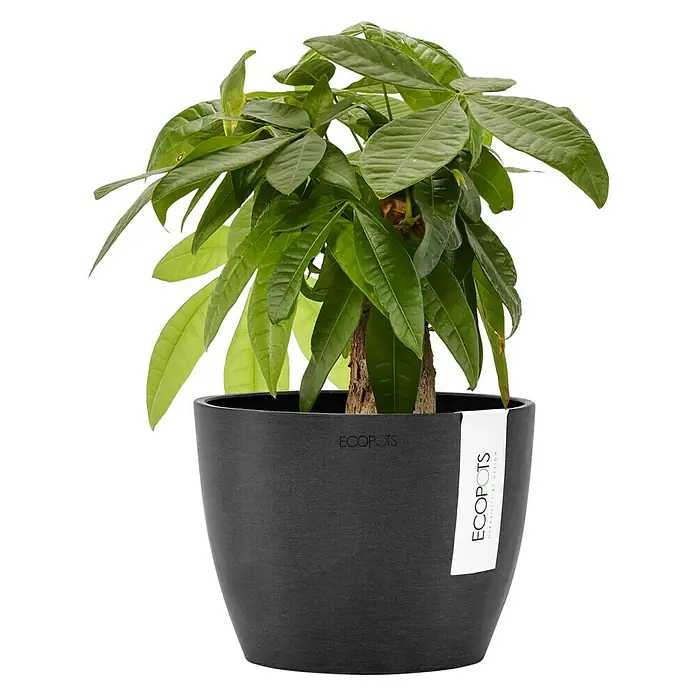 Ecopots Pflanztopf Stockholm - Außenmaß (Ø x H): 16,2 x 12 cm, Kunststoff, Dunkelgrau - Zimmerpflanze in einem schwarzen ECOPOTS Pflanzgefäß. Der Pflanztopf ist aus recycelten Materialien hergestellt und hat ein schlichtes, modernes Design.