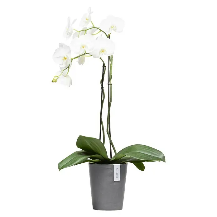 Ecopots Orchideentopf Morinda - Außenmaß (Ø x H): 17,1 x 19,5 cm, Kunststoff, Grau - Elegante weiße Orchidee in einem schlichten grauen Topf. Perfekt als Dekoration für jeden Raum und bringt ein Gefühl von Ruhe und Schönheit.