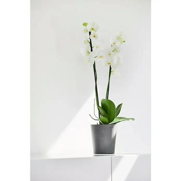 Ecopots Orchideentopf Morinda - Außenmaß (Ø x H): 14 x 16 cm, Kunststoff, Grau - Elegante weiße Orchidee in einem modernen grauen Topf, perfekt für die stilvolle Dekoration jedes Raumes.