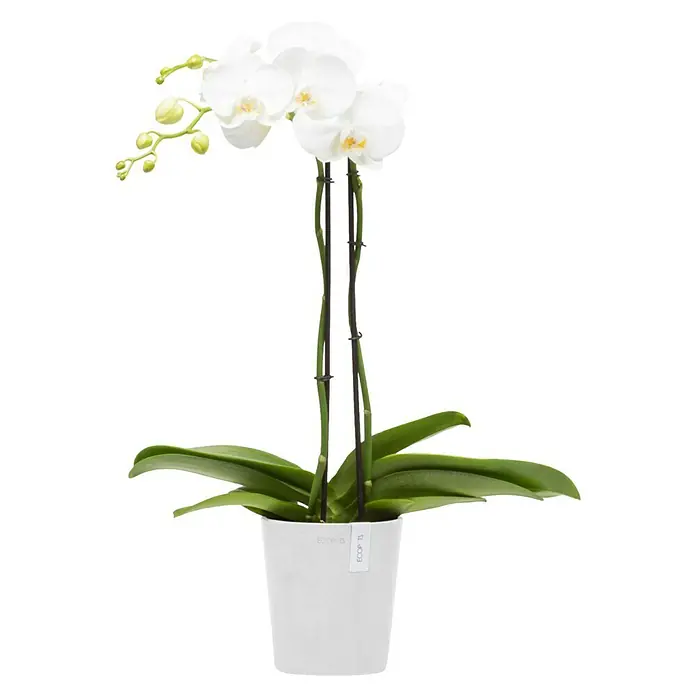 Ecopots Orchideentopf Morinda - Außenmaß (Ø x H): 14 x 15 cm, Kunststoff, Weiß - Elegante weiße Orchidee in einem modernen, weißen Topf. Die Pflanze bringt stilvolle Natürlichkeit in jeden Raum.