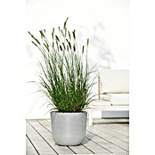 Ecopots Oslo Pflanztopf mit Wasserspeicher (Außenmaß (Ø x H): 35 x 40,5 cm, Kunststoff, Weißgrau) | BAUHAUS