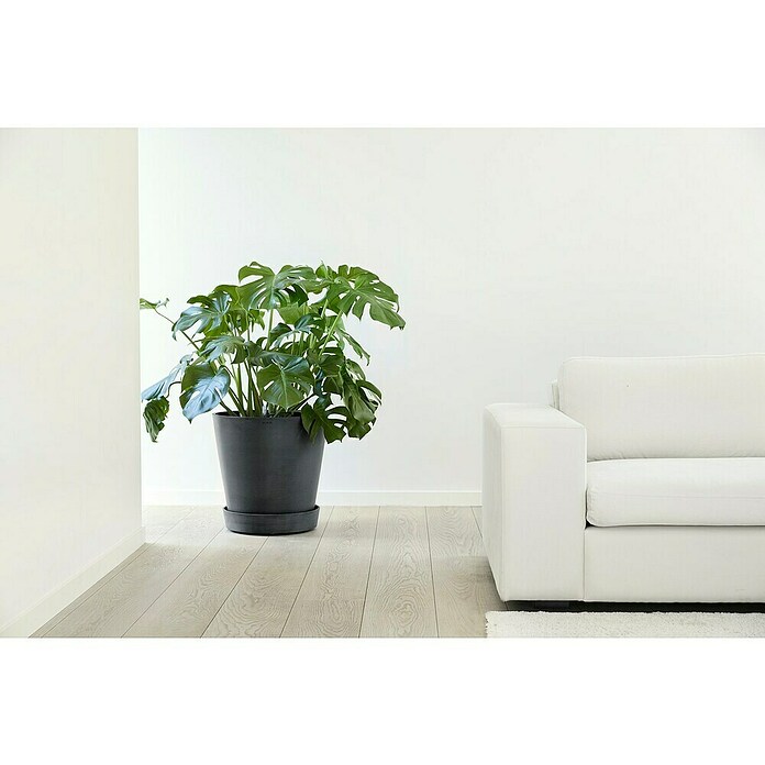 Ecopots Amsterdam Blumentopf-Untersetzer mit Rollen (Außenmaß (Ø x H): 41,6 x 9 cm, Kunststoff, Dunkelgrau) | BAUHAUS