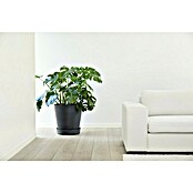 Ecopots Amsterdam Blumentopf-Untersetzer mit Rollen (Außenmaß (Ø x H): 41,6 x 9 cm, Kunststoff, Dunkelgrau) | BAUHAUS