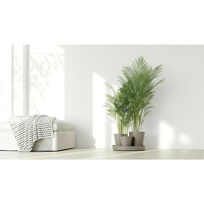 Ecopots Pflanztopf Dubai (Außenmaß (Ø x H): 56,5 x 30,7 cm, Kunststoff, Taupe, 3 Stk.) | BAUHAUS